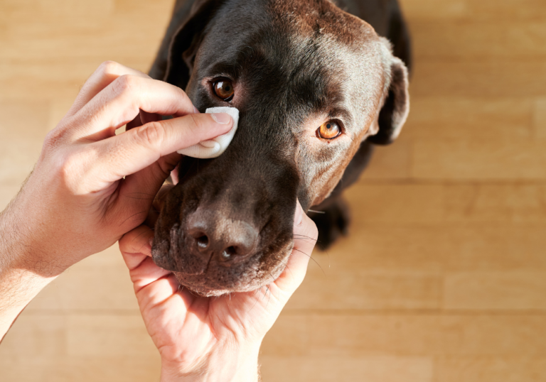 Dog Conjunctivitis