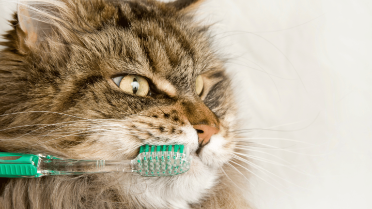 February Dental Month for Cats