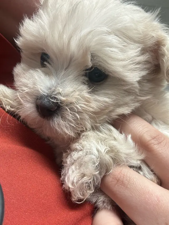 Fluffy white puppy being held by a person, emphasizing the compassionate care at Acacia Pet Clinic in San Jose, CA.