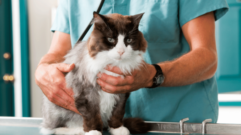 Pre-Visit Checklist for Your Cat's Vet Appointment