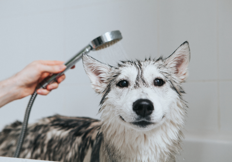 Dog Bathing & Grooming Guide